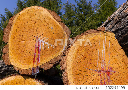 Close-up view of tree trunks. Warehouse of material ready for further processing. Abstract background for various uses. Close-up view of tree trunks. Warehouse of material ready for further processing. Abstract background for various uses. 132294499
