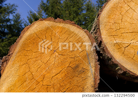 Close-up view of tree trunks. Warehouse of material ready for further processing. Abstract background for various uses. Close-up view of tree trunks. Warehouse of material ready for further processing. Abstract background for various uses. 132294500