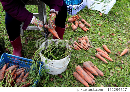 A woman's gloved hands hold and clean carrots from soil over a bucket of tops A woman's gloved hands hold and clean carrots from soil over a bucket of tops 132294827