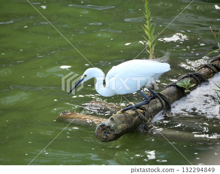Duck for food Duck for food 132294849