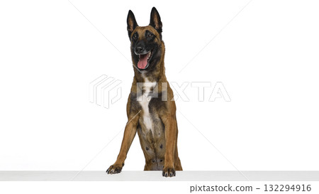 Belgian Shepherd standing behind table with open mouth expressing excitement Belgian Shepherd standing behind table with open mouth expressing excitement 132294916