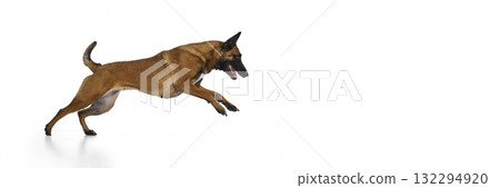 Shepherd jumping forward with focus and determination on white background. Banner Shepherd jumping forward with focus and determination on white background. Banner 132294920