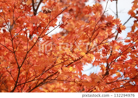 鮮紅的秋葉 132294976