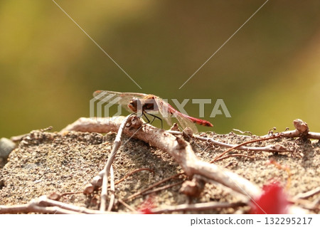Red dragonfly perching on a tree 132295217