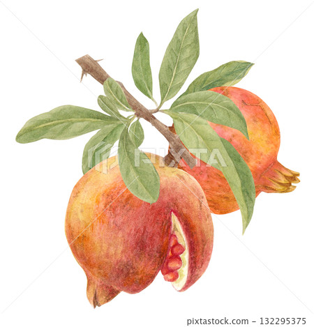 Illustration of pomegranate drawn in watercolor Illustration of pomegranate drawn in watercolor 132295375