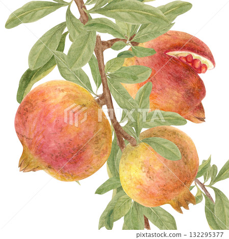 帶有樹枝的石榴水彩插圖 帶有樹枝的石榴水彩插圖 132295377