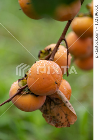 美味成熟的柿子 132296010