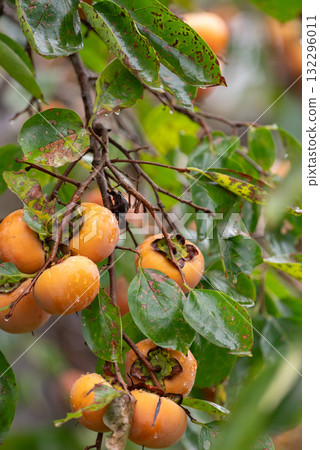 美味成熟的柿子 美味成熟的柿子 132296011