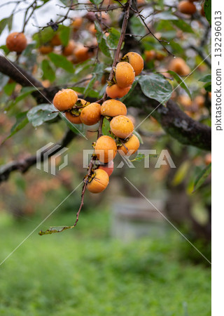 Delicious ripe persimmons Delicious ripe persimmons 132296013