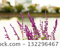 河邊開著紫色的花 132296467
