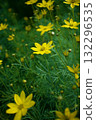 Coreopsis thunbergii, an early summer flower swaying lightly in the breeze 132296535