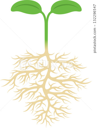 Two leaves of a sprouting plant and roots underground 132296547