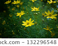 Coreopsis thunbergii, an early summer flower swaying lightly in the breeze 132296548