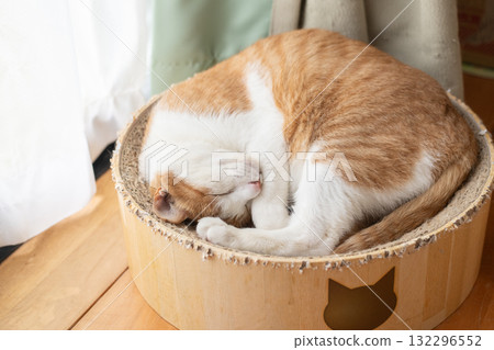 Sleeping cat brown tiger white 132296552