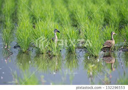 Spot-billed ducks relaxing in a rice field 132296553