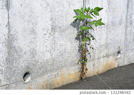 Weep holes in the retaining wall 132296562