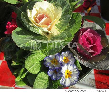 New Year's plantings New Year's plantings 132296821