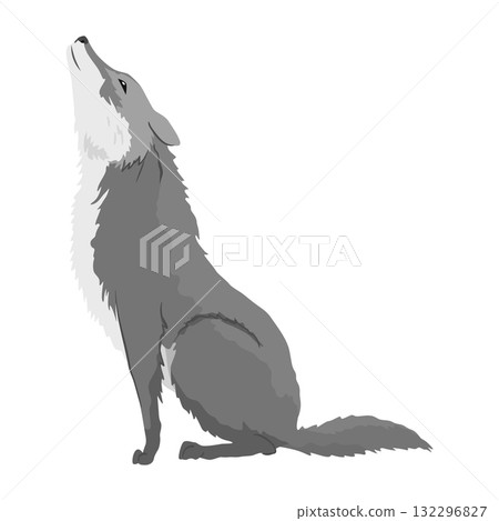 Gray wolf. A predatory beast. Wild forest animal. Vector hand drawn vintage old sketch for stamp, t-shirt or typography or badge 132296827