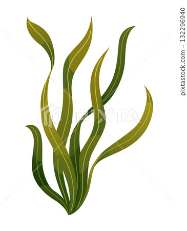 Seaweed and corals isolated on white background. Underwater algae. Aquarium plant. Vector marine life. Vector isolated corals and algae. Underwater flora 132296940