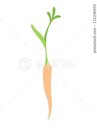 Carrot life cycle element. Carrot with leaves on top and orange root. Fresh cartoon, young carrot. Healthy vegetable food. Vector illustration on white isolated background Carrot life cycle element. Carrot with leaves on top and orange root. Fresh cartoon, young carrot. Healthy vegetable food. Vector illustration on white isolated background 132296950