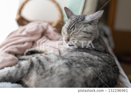 Sabatra cat, a cat that grooms hair Sabatra cat, a cat that grooms hair 132296961