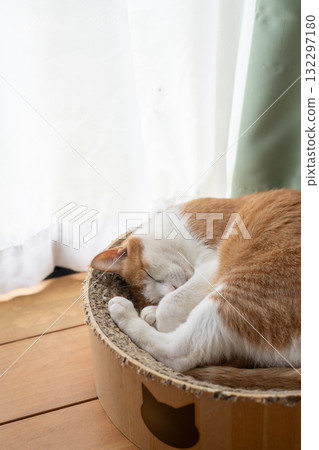 Sleeping cat brown tiger white 132297180
