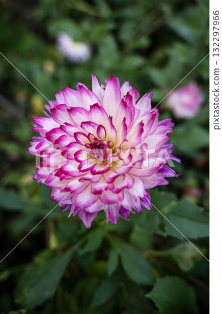 The Close Up View on the Pink Dahlia Blooming in the Summer Garden The Close Up View on the Pink Dahlia Blooming in the Summer Garden 132297966