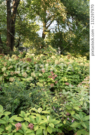 Hydrangea flowerbed with pink flowers. Hydrangea flowerbed with pink flowers. 132297970