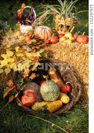 Bright autumn harvest pumpkins with with bright yellow branches Bright autumn harvest pumpkins with with bright yellow branches 132297975