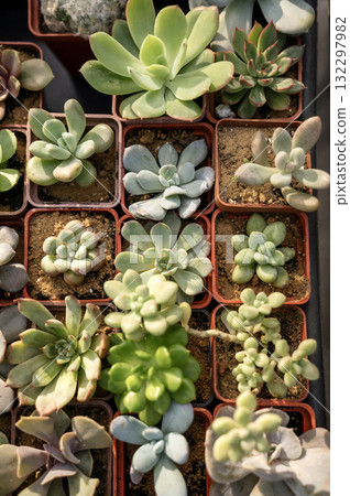 Variety of succulents in terracotta clay pots. Collection of potted plants 132297982