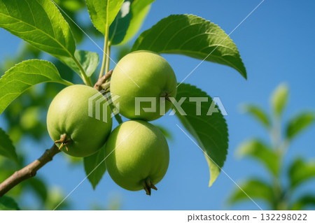Close up of green unripe apple fruit growing on tree branch with fresh leaf against blue sky. Peaceful orchard scene with bright sunlight showing organic agriculture Close up of green unripe apple fruit growing on tree branch with fresh leaf against blue sky. Peaceful orchard scene with bright sunlight showing organic agriculture 132298022