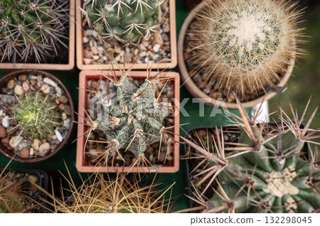 topview of variety small potty cactaceae houseplant  132298045