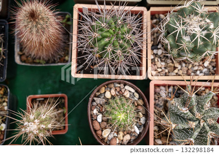 A diverse collection of potted cacti displayed in a garden nursery. A diverse collection of potted cacti displayed in a garden nursery. 132298184