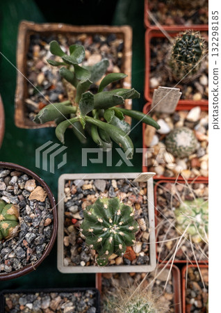 A vibrant top-down shot showcasing an assortment of small potted cacti 132298185
