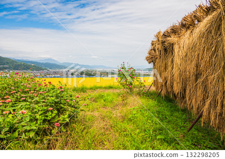 Golden rice fields and the Zenkoji Plain beyond [Obasute Rice Terraces] 132298205