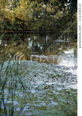 beautiful summer lake, water lilies and green duckweed grow on the lake 132298310