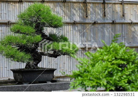 竹籬笆和松樹盆景 132298531