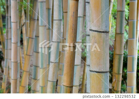 一片被染成深黃褐色的竹林 一片被染成深黃褐色的竹林 132298532