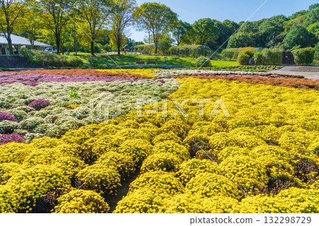 Gifu World Rose Garden, mums in full bloom (Kani City, Gifu Prefecture) Gifu World Rose Garden, mums in full bloom (Kani City, Gifu Prefecture) 132298729