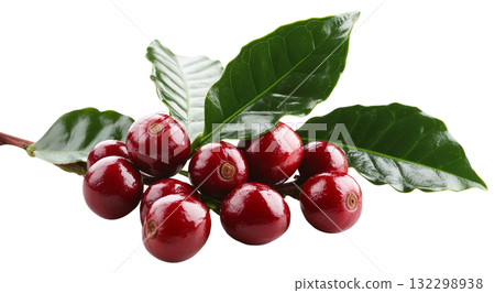 a cluster of shiny, deep red fruits is displayed, attached to a branch adorned with vibrant green leaves 132298938