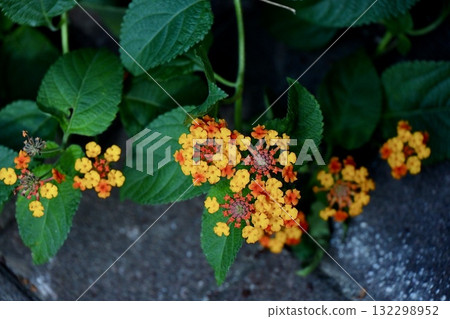 Lantana blooms like fireworks 132298952