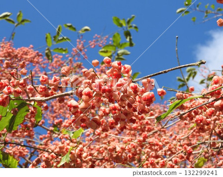 Mayumi's fruit 132299241