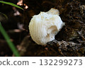 The mythical mushroom, Yamabushitake 132299273