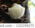The mythical mushroom, Yamabushitake 132299275