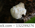 The mythical mushroom, Yamabushitake 132299276
