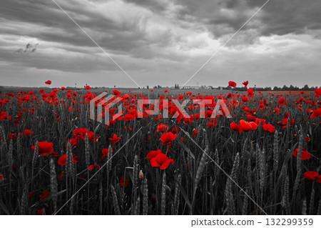 World War remembrance day. Red poppies in the field. Background imagery for remembrance or armistice day World War remembrance day. Red poppies in the field. Background imagery for remembrance or armistice day 132299359