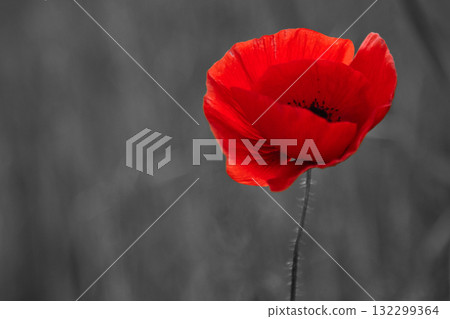 World War remembrance day. Red poppy is symbol of remembrance to those fallen in war World War remembrance day. Red poppy is symbol of remembrance to those fallen in war 132299364