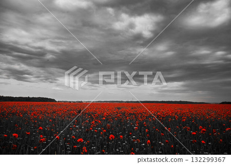 World War remembrance day. Red poppies in the field. Background imagery for remembrance or armistice day World War remembrance day. Red poppies in the field. Background imagery for remembrance or armistice day 132299367