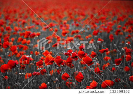 World War remembrance day. Red poppies in the field. Background imagery for remembrance or armistice day World War remembrance day. Red poppies in the field. Background imagery for remembrance or armistice day 132299392