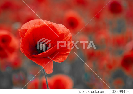 World War remembrance day. Red poppy is symbol of remembrance to those fallen in war World War remembrance day. Red poppy is symbol of remembrance to those fallen in war 132299404